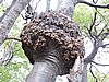 DSCN7575.JPG