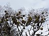 DSCN7581.JPG