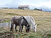 DSCN7771.JPG