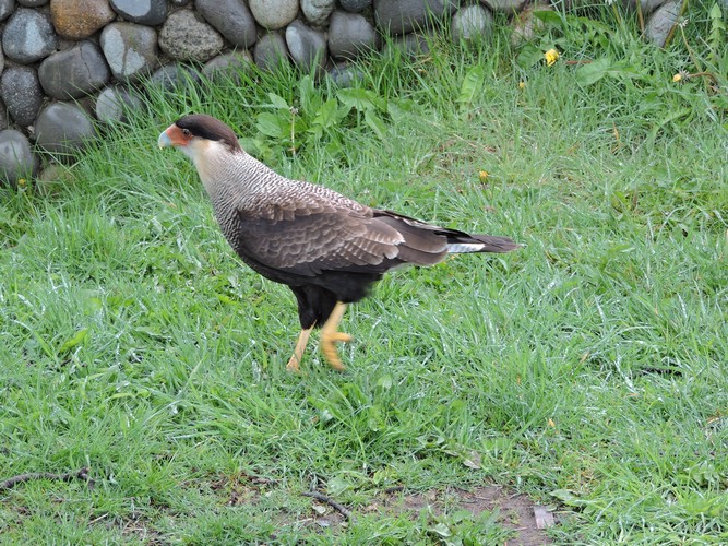 DSCN8039.JPG