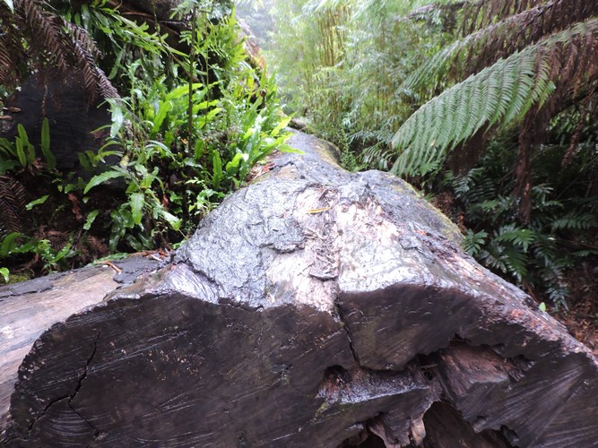 DSCN4979.JPG