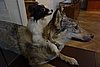 DSC09101.JPG