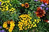 DSC09240.JPG