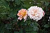 DSC09257.JPG