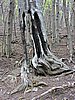 DSCN8009.JPG