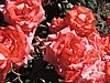 DSCN9122.JPG