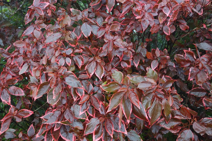 DSC08039.JPG