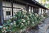 DSC08002.JPG