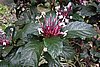 DSC08036.JPG