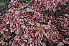DSC08039.JPG