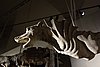 DSC08636.JPG