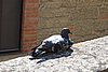 DSC08897.JPG