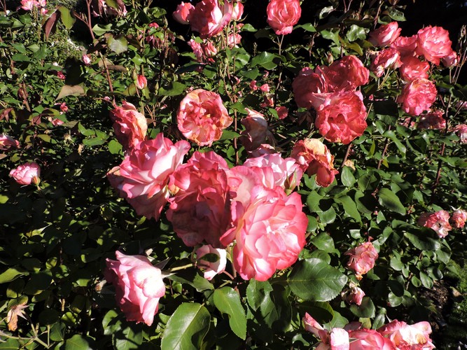 DSCN4598.JPG