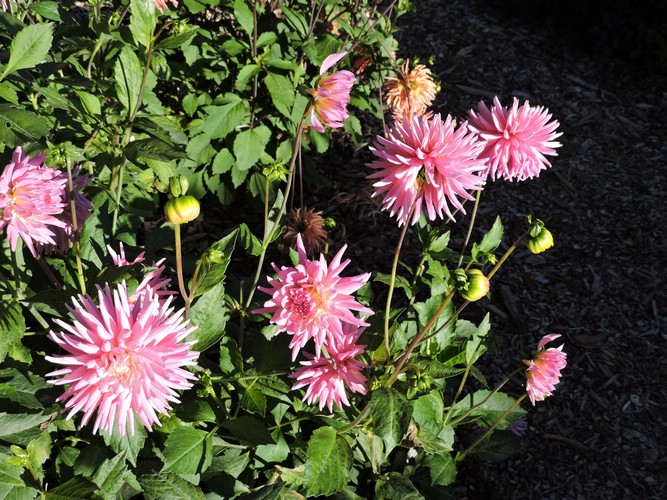 DSCN4600.JPG