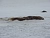 DSCN4155.JPG