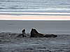 DSCN4161a.JPG