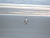 DSCN4172.JPG