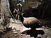 DSCN4559.JPG