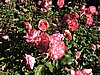 DSCN4598.JPG