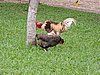 DSCN6711.JPG