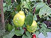 DSCN2749.JPG