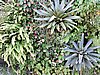 DSCN2807.JPG