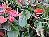 DSCN2809.JPG