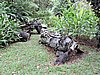 DSCN5518.JPG
