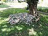 DSCN5593.JPG