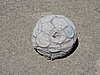 DSCN7139.JPG