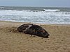 DSCN7320.JPG