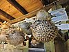DSCN7348.JPG