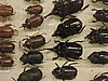 DSCN7356.JPG