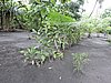DSCN5326.JPG