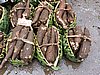 DSCN5468.JPG