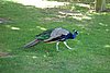 DSC00579.JPG