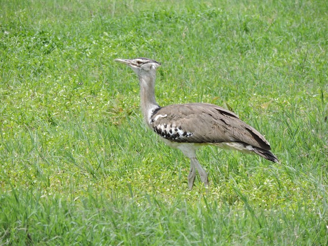 DSCN9938.JPG