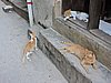 DSCN9253.JPG