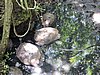 DSCN9295.JPG