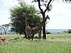 DSCN9384.JPG