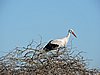 DSCN9523.JPG