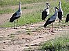 DSCN9525.JPG