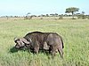 DSCN9533.JPG
