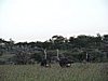 DSCN9726.JPG