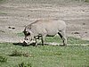DSCN9866.JPG