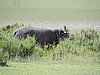 DSCN9906.JPG