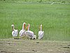 DSCN9907.JPG