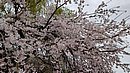 20240403_130115.JPG