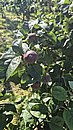 20250716_182757.jpg
